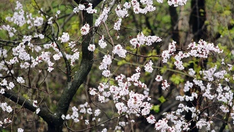 Flowering branch of apricot Stock Footage 75231280