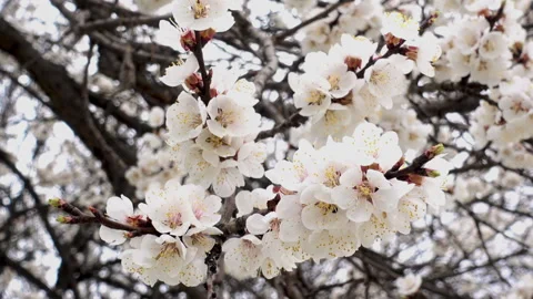 Flowering branch of apricot tree. Stock Footage 88787221