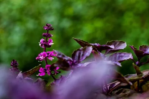 Flowering branch of basil Stock Photos