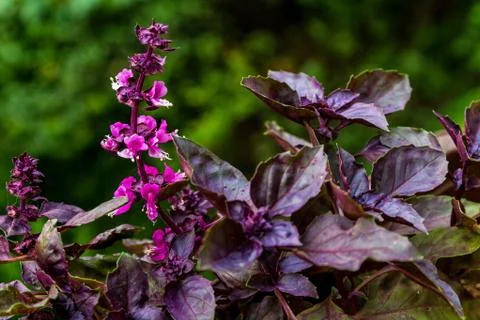 Flowering branch of basil Stock Photos
