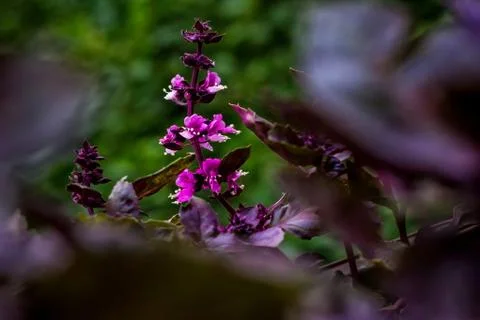 Flowering branch of basil Stock Photos