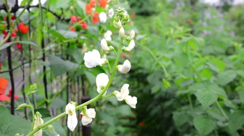 Flowering branch of  beans 動画素材 51726251