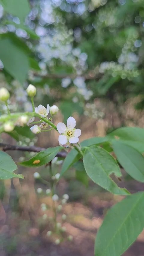 Flowering branch of bird cherry in spring vertical video Video stock 307417985