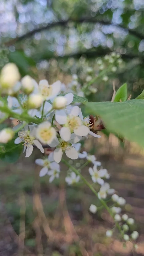 Flowering branch of bird cherry in spring vertical video Stock-Footage 307417990