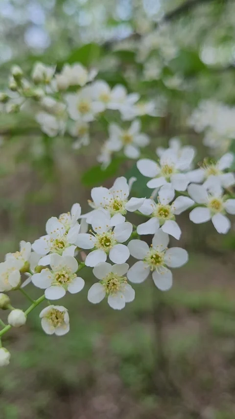 Flowering branch of bird cherry in spring vertical video Video stock 307529257