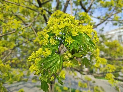 Flowering branch of canadian maple Stock-Fotos