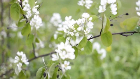 Flowering branch of cherry close up. Against the background of falling snow, day Stock Footage 84449390