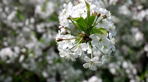 Flowering branch of cherry Stock Footage 65225940
