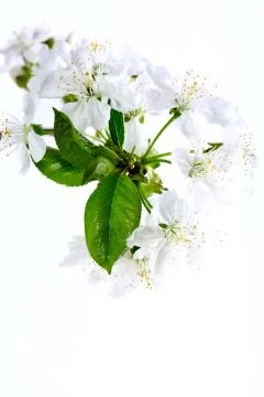Flowering branch of cherry. Stock Photos