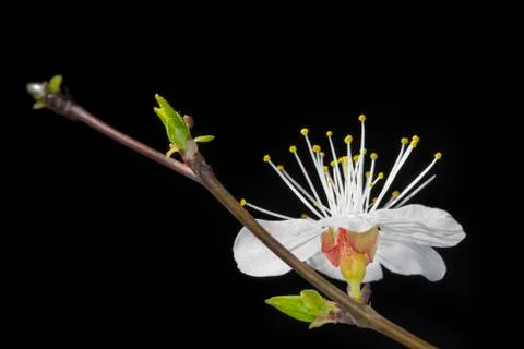 Flowering branch of cherry Stock Photos