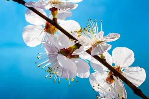 Flowering branch of cherry Stock Photos
