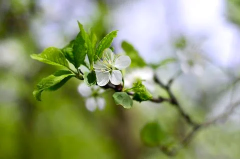 Flowering branch of cherry Stock Photos