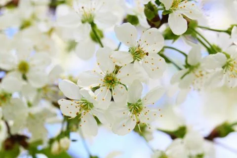 Flowering branch of cherry Stock Photos