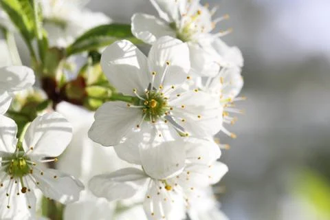 Flowering branch of cherry Stock-Fotos