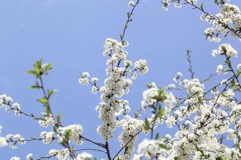 Flowering branch of cherry Stock Photos