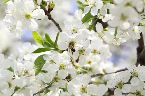 Flowering branch of cherry Stock Photos