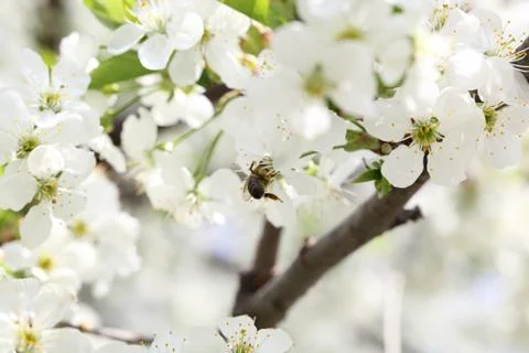 Flowering branch of cherry Stock-Fotos