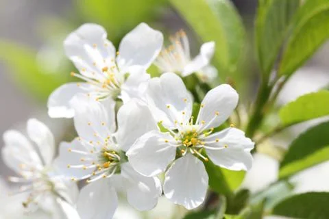 Flowering branch of cherry Stock Photos