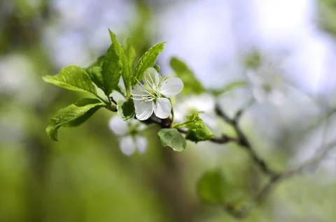 Flowering branch of cherry Stock Photos