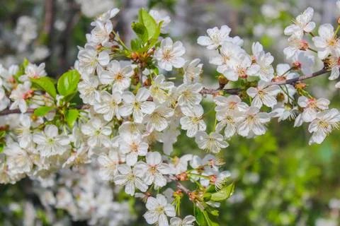 Flowering branch of cherry Stock Photos