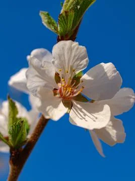 Flowering branch of cherry. Stock Photos