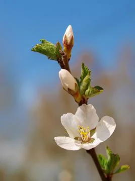 Flowering branch of cherry. Stock Photos