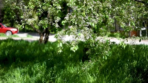 Flowering branch of cherry tree with falling white petals passing by red car Video stock 89775044