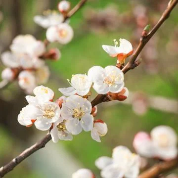 Flowering branch of cherry tree Stock Photos
