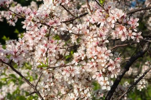 Flowering branch of a cherry tree Stock Photos