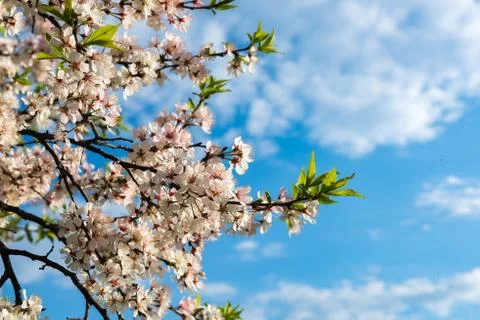 Flowering branch of a cherry tree Stock Photos