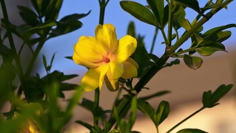 Flowering branch close-up on the blue sky background Stock Footage 90669507