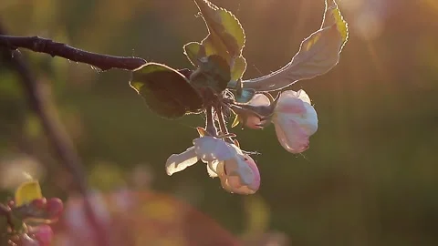 Flowering branch close-up, bokeh. Stock Footage 131398490