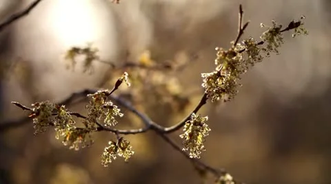 Flowering branch Stock Footage 11289785