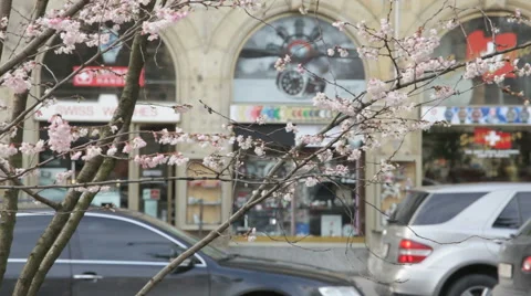 Flowering branch 動画素材 59035795