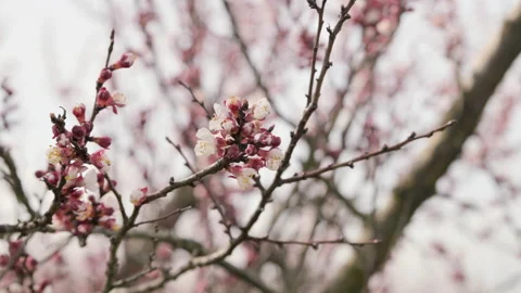 A flowering branch of a fruit tree in the garden in spring. Close-up and Video stock 184861669