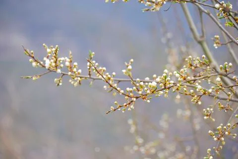 Flowering branch of fruit tree Stock Photos