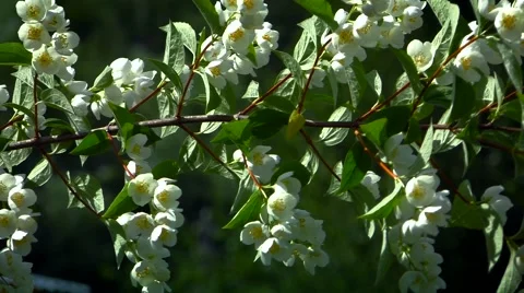 Flowering branch of jasmine closeup Stock Footage 40842802