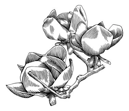 Flowering Branch of Magnolia Stock Illustration