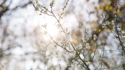 A flowering branch moves in the wind Stock Footage 146514765