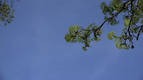 Flowering branch of old maple tree on blue sky background. 4K Stock Footage 50450927