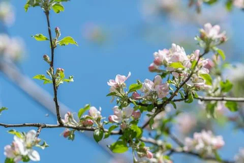 Flowering branch with open sky, compositional negative space and subtle paste Stock Photos