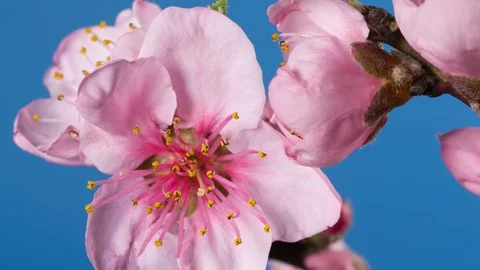 Flowering branch of a peach tree Video stock 73613323