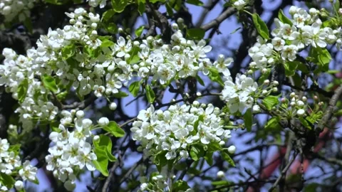 Flowering branch of pear. blooming spring garden. Flowers pear close-up Video stock 130048226