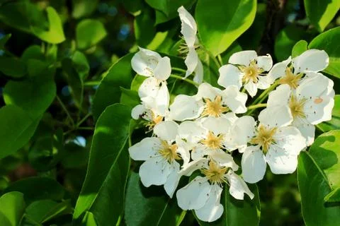 Flowering branch of pear Stock Photos