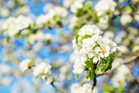 Flowering branch of pear Stock Photos