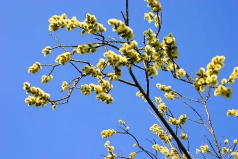 Flowering branch Foto stock