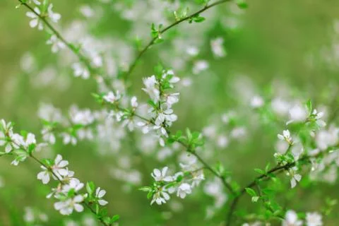 Flowering branch Stock Photos