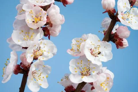 Flowering branch Stock Photos