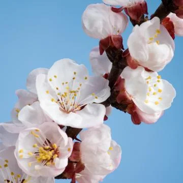 Flowering branch Stock Photos