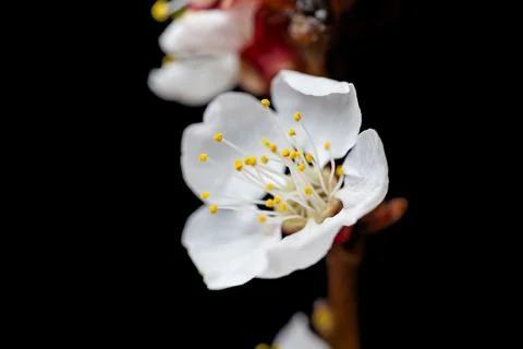 Flowering branch Stock Photos